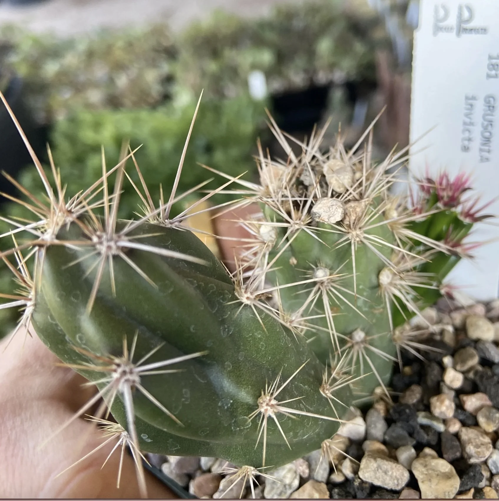 Corynopuntia invicta — Spadefoot Nursery, Inc.